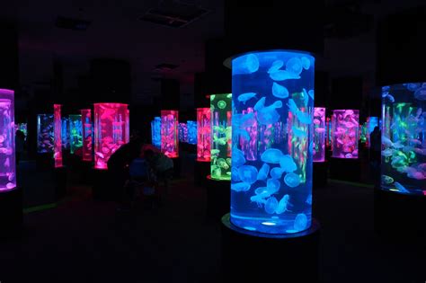 Jellies Exhibit - Manila-FAQ