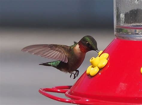 Ruby-throated hummingbird at the feeder | Smithsonian Photo Contest | Smithsonian Magazine