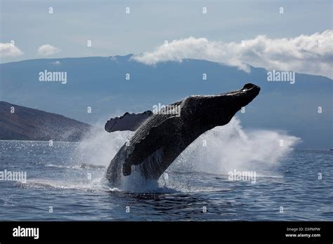 Blue whale breaching hi-res stock photography and images - Alamy