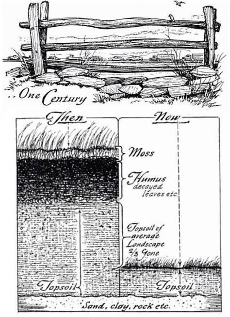 dirt vs soil | Soil, Permaculture, Outdoor landscaping