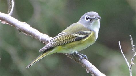 Blue-headed Vireo "Vireo solitarius" | Boreal Songbird Initiative