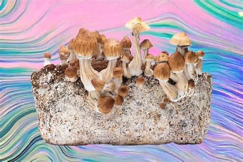 Psilocybe Cubensis Substrate Recipe - Infoupdate.org