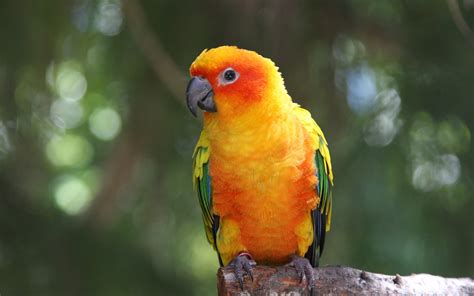 Parrot wallpaper | 2880x1800 | #46537