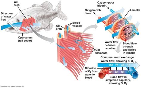 Schematic of multi scale architecture of fish gill demonstrating ...