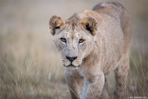 Amboseli National Park | Photos Pictures Images