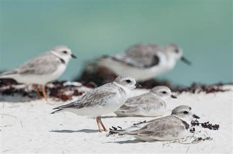 2016 International Piping Plover Census—We Need Your Help! – BirdsCaribbean