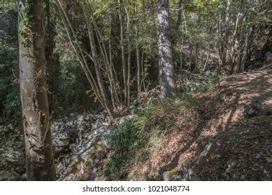 Caledonia Trail Troodos National Forest Park Stock Photo 1021048774 | Shutterstock