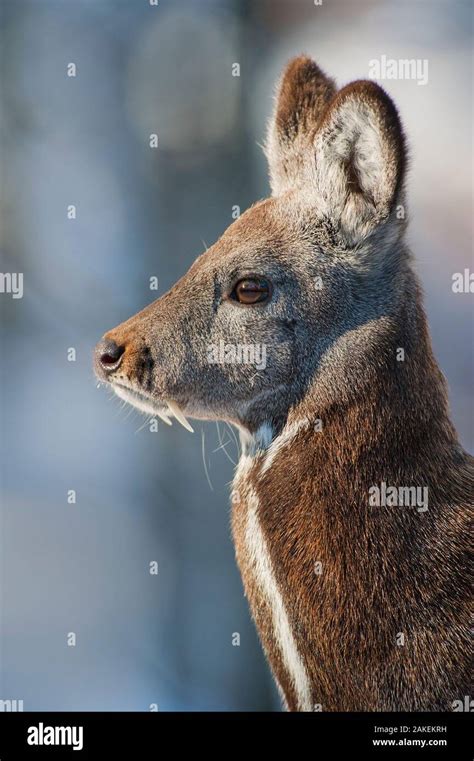 Musk deer hi-res stock photography and images - Alamy