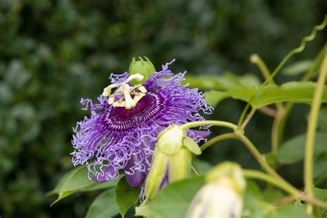 Rooting Passion Flower Cuttings In Water | Best Flower Site