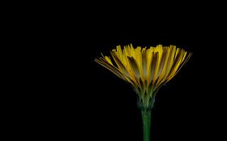 Yellow and Green | Attribution-ShareAlike 4.0 International … | Flickr