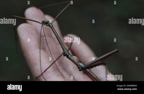 Phasmatodea in its habitat Stock Videos & Footage - HD and 4K Video ...