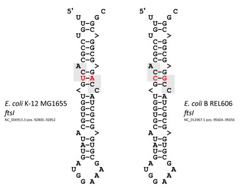 Small Things Considered: Of Terms in Biology: "Silent Mutation", part 2|2