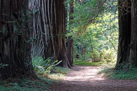 Hike the Parks: Redwood National and State Parks - Northern California ...