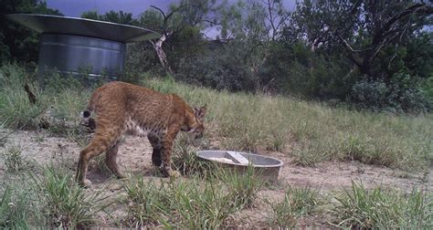 Landmark Wildlife Management » Bobcat drinking from the Landmark Wildlife Management Wildlife ...