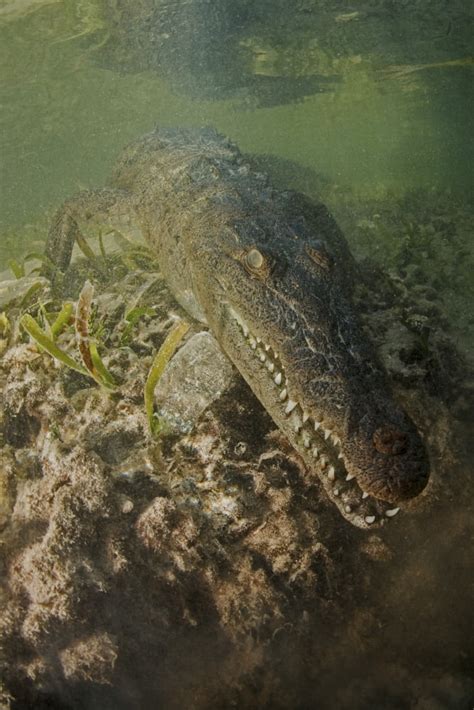 American saltwater crocodile in mangrove Jardines De La Reina Cuba ...