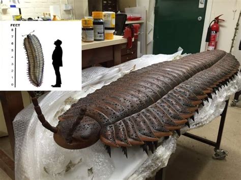 This is a life size model of a giant millipede, Arthropleura, the ...