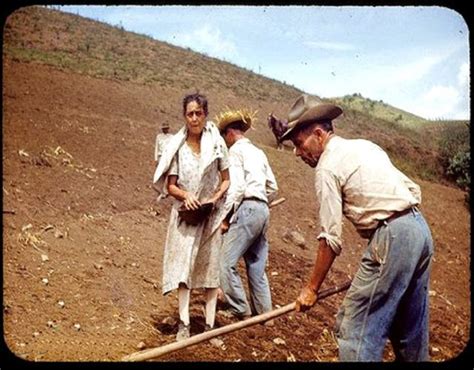 Jibaros trabajando la tierra, Puerto Rico, circa 1940s. | Puerto rico ...