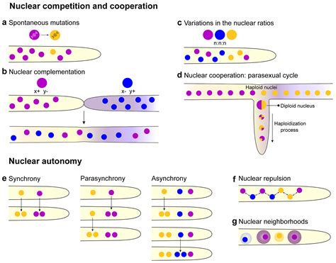 Cells | Free Full-Text | Syncytia in Fungi