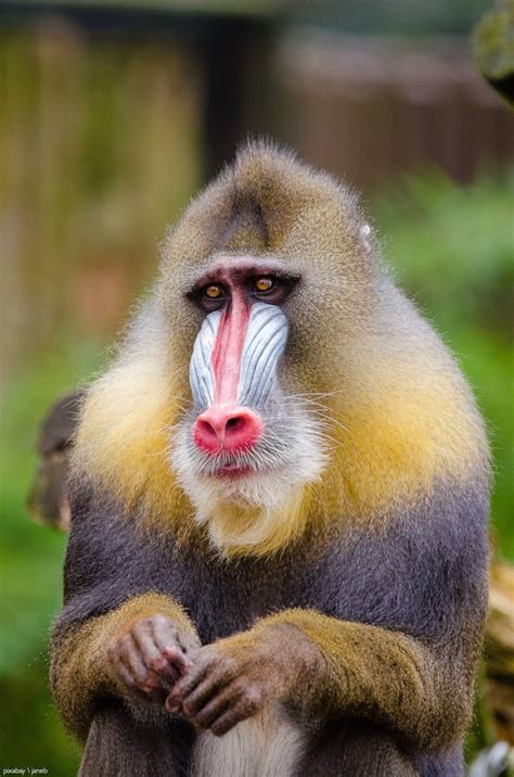 mandrill-1194343_1920 Image - Africa Geographic