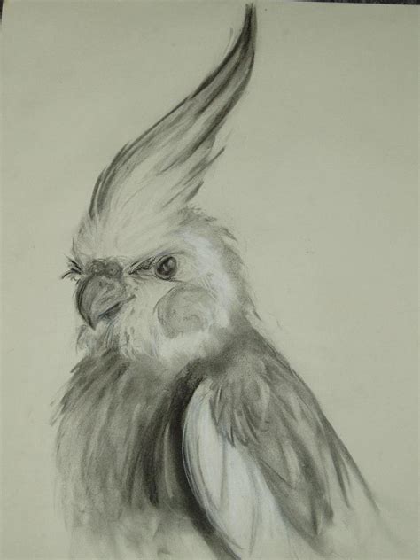 Normal Grey Male Cockatiel by supercrazzy on DeviantArt