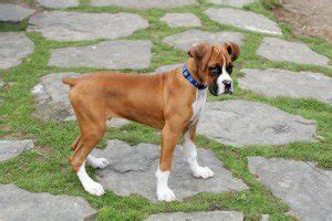 Boxer Dog Breed Standard