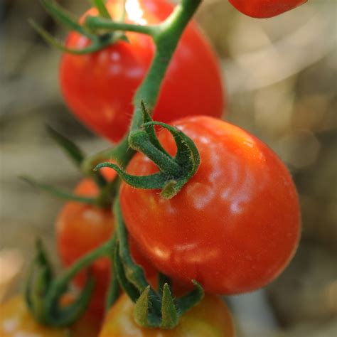 Tomato - Cherry Napa Grape Hybrid - Buy Tomato - Small Fruit Edibles Online