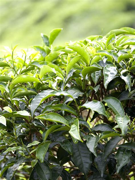 REAL Green Tea Plant Camellia Sinensis – Sweetcanes.com