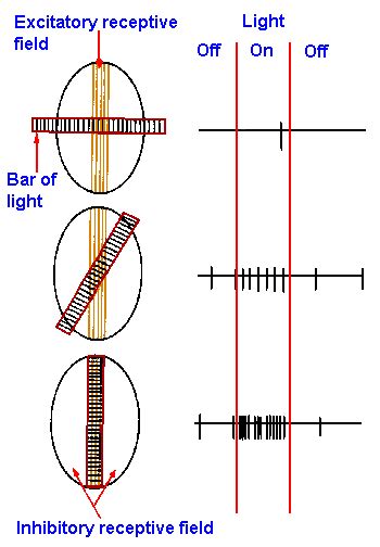 BIO254:ReceptiveField - OpenWetWare