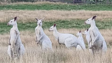 Extremely rare white kangaroos spotted at Australian wildlife sanctuary