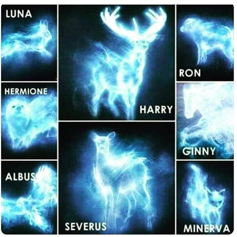 The patronus charm . . #patronus #charm #harrypotter #lilypotter # ...