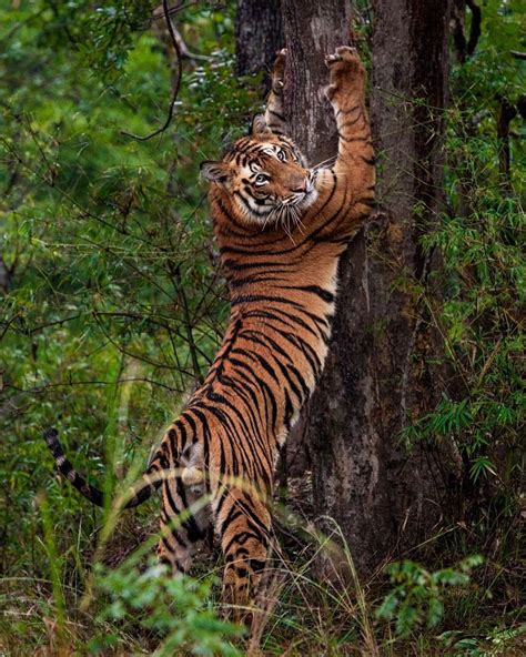 Nat Geo WILD on Instagram: “Photo 📷 by @stevewinterphoto Did you know ...