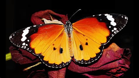 Life cycle of Plain tiger or African monarch (Danaus chrysippus) butterfly –Mia Milia, Cyprus 6/ ...