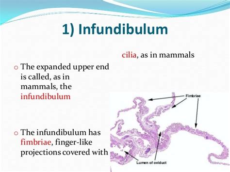 Histology of Avian female reproductive system