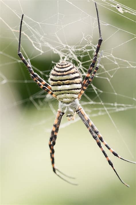 The Spider Species Argiope Aurantia. Stock Image - Image of fear, italian: 107603503