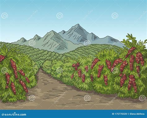 Coffee Plantation Landscape Cartoon Vector | CartoonDealer.com #91714429