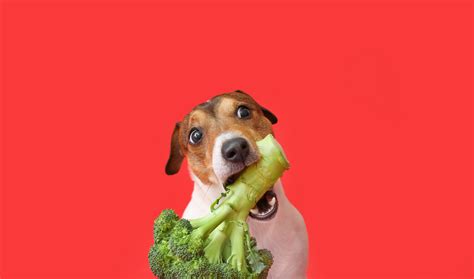 Is Broccoli Safe For Dogs To Consume? Here's What You Should Know – Dr Woow