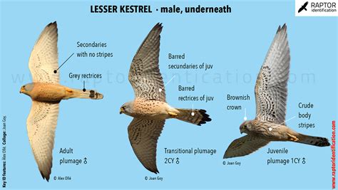 American Kestrel Male Vs Female