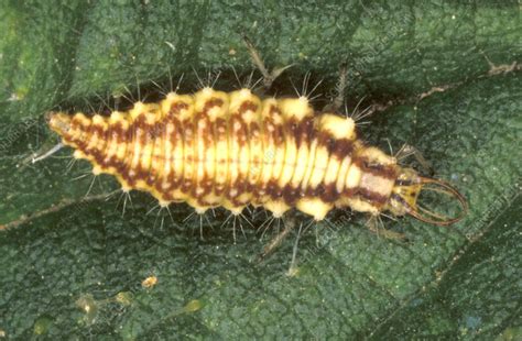 Green lacewing larva - Stock Image - Z370/0044 - Science Photo Library