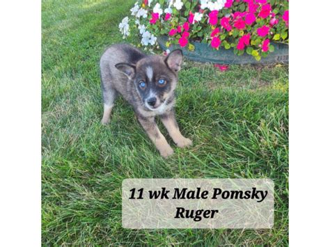 5 Pomsky puppies for sale Columbia City - Puppies for Sale Near Me