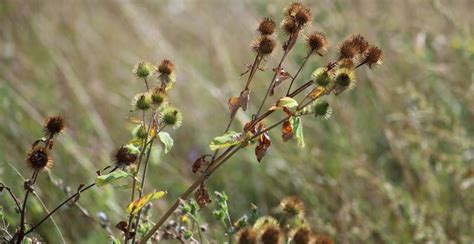 What is Burdock? How to Plant, Grow, and Harvest Burdock Root ...