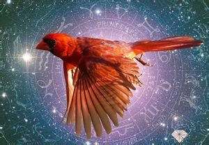 The Red Cardinal As Your Spirit Animal Guide & Power Animal