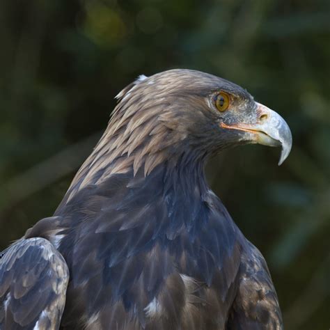 Catalina Island Wildlife Programs - Catalina Island Conservancy