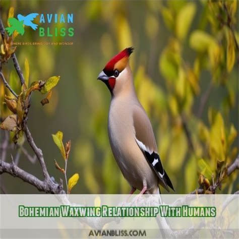 Bohemian Waxwing: Identification, Habits, Diet, and Conservation Insights