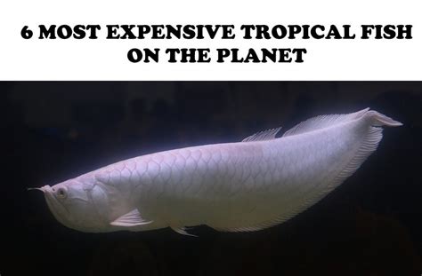 6 Most Expensive Tropical Fish in the World – Freshwater (2018) | StickPets