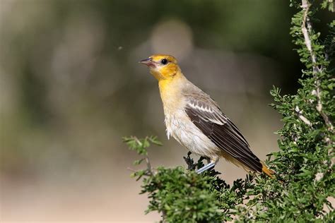 Female Bullock's Oriole OT5A0839ac2 | La Lomita Photo Ranch,… | Flickr