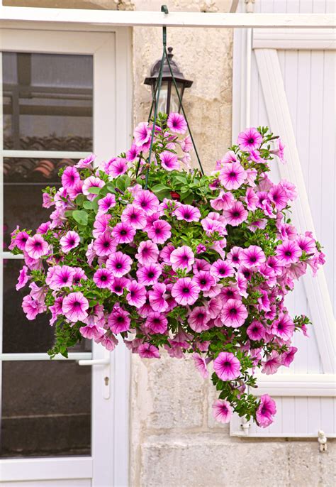 Petunia Hanging Basket Care - How to Grow Enviable Displays!