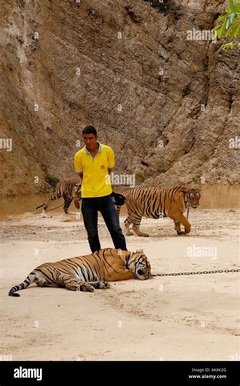 Tiger temple / Kanchanaburi Stock Photo - Alamy