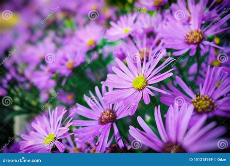 Autumn Chrysanthemum Flowers Stock Image - Image of color, lilac: 101218959