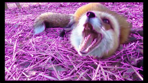 screaming fox - YouTube