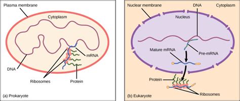 Regulation of Gene Expression | Biology for Majors I